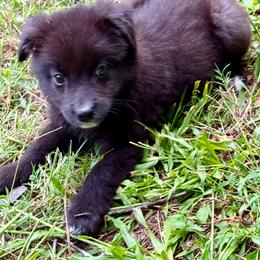 Woody - Black tri male Miniature Australian Shepherd puppy in Patterson, North Carolina from DreamLine Aussies