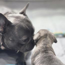 French Bulldogs from The French Tribe