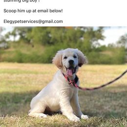 Boy 1 - Light golden male Golden Retriever puppy in Tampa, South Carolina from Golden Cellars English Golden Retrievers