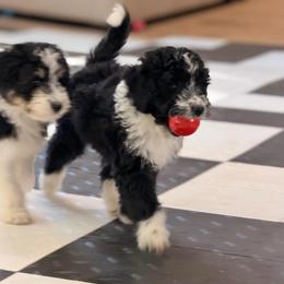 Midnight - Black and white female Aussiedoodle puppy in Dickerson, Maryland from Pawsome Aussie Doodles and Oodles