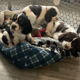 English Springer Spaniel Puppies from Indian Creek Springers