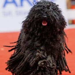 Puli All Grown Up from Bowmaker Pulik