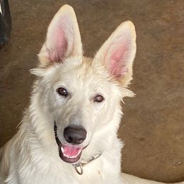 Shadow - German Shepherd