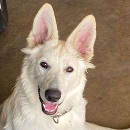Shadow - German Shepherd