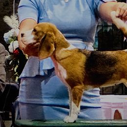 Sunny - Beagle