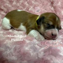 Sutton - Red female Dachshund puppy in Waseca, Minnesota from Dragonfly Doxies