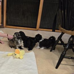 Havanese Puppies from Sandia
