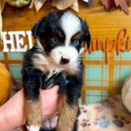 Loretta - Black tri female Toy Australian Shepherd puppy in Covington, Louisiana from Corner Oak Aussies