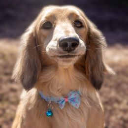 Rocky BalboPup - Dachshund