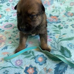 Rani - Sable female Working Dog Cross puppy in Sheridan, Arkansas from Dark Sky Kennels
