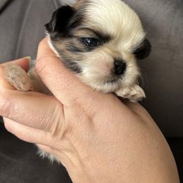 Aston - Tricolor male Shih Tzu puppy in Lakeland, Florida from Sunshine Shih Tzus