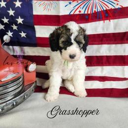 Grasshopper - Sable and white male Cockapoo puppy in Mancelona, Michigan from Lavender poodles & doodles