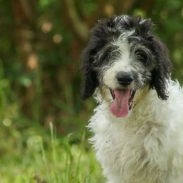 Petunia - Black and white Bernedoodle puppy in Woodland, Georgia from Bethel Doodle Ranch