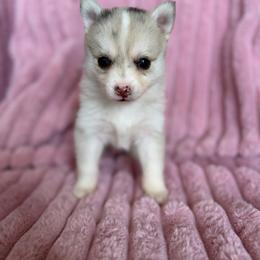 Marigold - Merle female Pomsky puppy in Aberdeen, Idaho from Willow Creek Cresteds