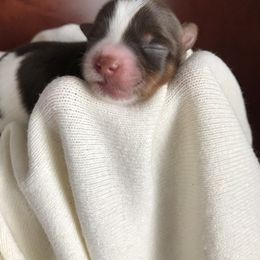 Biewer Terriers and Yorkshire Terriers from Skyridge Puppies