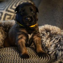 Olenna - Fawn female Belgian Malinois puppy in Baltimore, Maryland from Abenteurer German Shepherds & Belgian Malinois