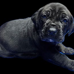 Female 1 - Gray female Cane Corso puppy in Haslet, Texas from Trained To Go Corso Kennels (T.T.G. Corso Kennels)