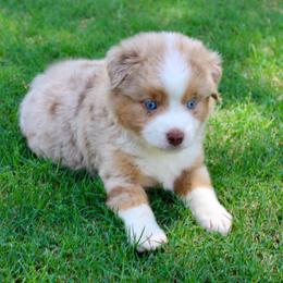Rip - Red merle male Miniature Australian Shepherd puppy in Paris, Texas from Kuttin’ Up Mini Aussies
