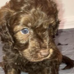 Woody - Brown male Bernedoodle puppy in Williston, Florida from Tera Caldwell