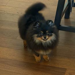 Harlow - Black and tan female Pomeranian puppy in Youngstown, Ohio from Peachy Pomeranians