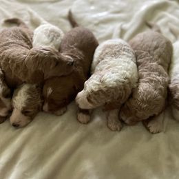 Goldendoodles from Anytime Doodles