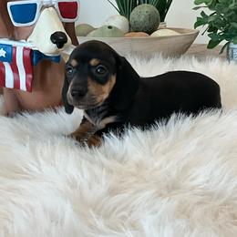 Daisy ETH - Black and tan female Dachshund puppy in Menifee, California from Dachshunds in SoCal