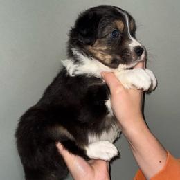 Mermaid - Black tri-color female Australian Shepherd puppy in Weeki Wachee, Florida from Ace of Spades Australian Shepherds