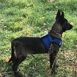 Belgian Malinois Puppies from Grand Prix Kennel