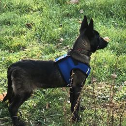 Belgian Malinois Puppies from Grand Prix Kennel
