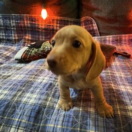 Boy 3 - Cream male Dachshund puppy in Oelwein, Iowa from Shaffer Dachshunds