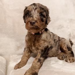 Maxine - Merle female Goldendoodle puppy in Eureka, California from North Coast Doodles