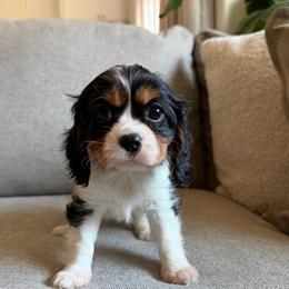 Hazel - Tri-color female Cavalier King Charles Spaniel puppy in Fresno, California from CaliCavaliers
