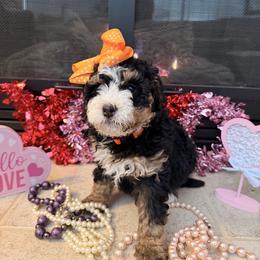 Female 4 - Tri-color female Bernedoodle puppy in Wytheville, Virginia from Pine Brook Pups