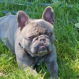 Bulldog and French Bulldog Puppies from Crystals Bulldog Bungalow