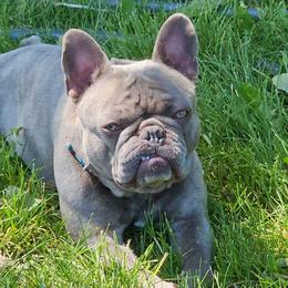 Bulldog and French Bulldog Puppies from Crystals Bulldog Bungalow