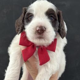Huddle - Parti male Goldendoodle puppy in Escalon, California from Miley&Co.