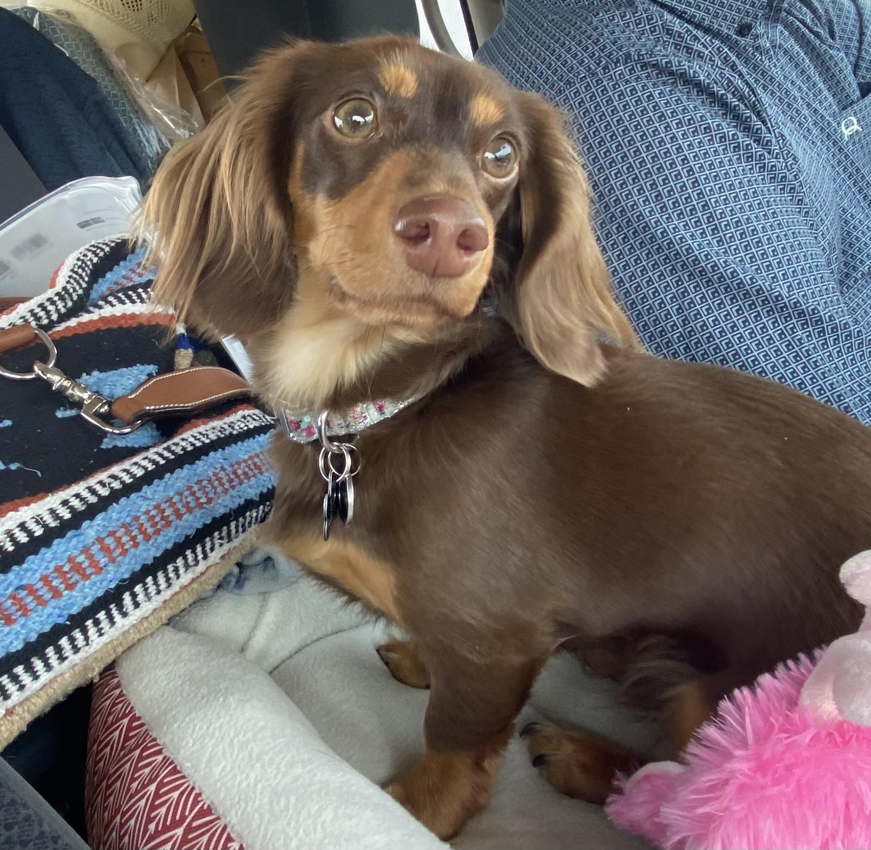 ATR Dachshunds in Wisconsin Dachshund puppies Good Dog