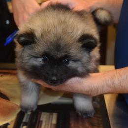Dark Purple - Black and silver female Keeshond puppy in Fayetteville, Tennessee from Erbekees-Keeshonden