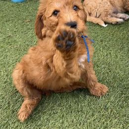 Goldendoodle Puppies from KSchott Kennels