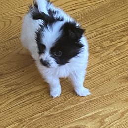Puppy puppy 2 - White black and tan male Papillon puppy in Derry, New Hampshire from A Circle Of Love Papillons