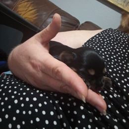 Boy 3 - Black and tan Yorkshire Terrier puppy in Jacksonville, Arkansas from Royal Yorkie Terrier