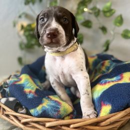 German Shorthaired Pointer and Jack Russell Terrier Puppies from Ivy Creek Kennels
