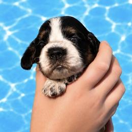 Joplin - Tri-Roan female English Springer Spaniel puppy in Fort White, Florida from Thunderbird Springers