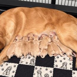 Female 7 - Golden female Golden Retriever puppy in Rainier, Washington from Hanson’s NW Goldens & Doodles
