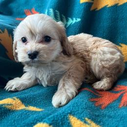 Rapunzel - Buff and white female Cockapoo puppy in Mayville, Michigan from Kathy Maize