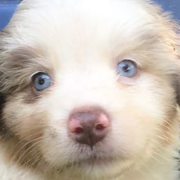 Boy 3 - Red merle Australian Shepherd puppy in Brooksville, Florida from Scattered Oaks Ranch