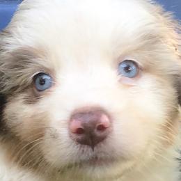 Boy 3 - Red merle Australian Shepherd puppy in Brooksville, Florida from Scattered Oaks Ranch