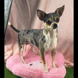 Trouble - Chihuahua