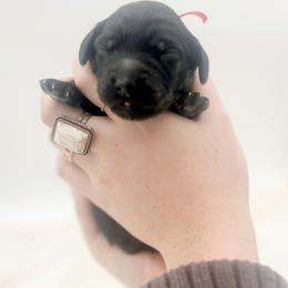 Godiva - Black male Goldendoodle puppy in North Carolina from Tuxedo Mountain Doodles