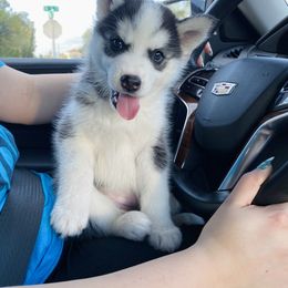 Maltese and Siberian Husky Puppies from Nyx’s Pack